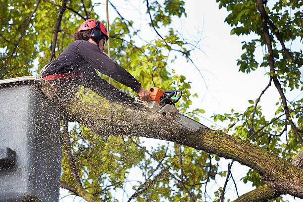 Best Leaf Removal  in New Market, TN